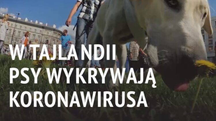 psy wykrywają koronawirusa