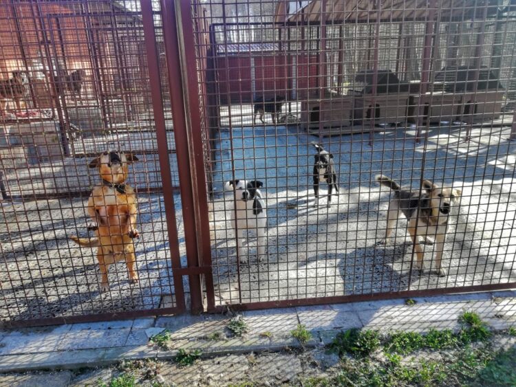 W żarskim schronisku więcej czworonożnych mieszkańców 9 fot. Krzysztof Gonera