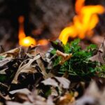 W części lubuskich lasów występuje duże zagrożenie pożarowe