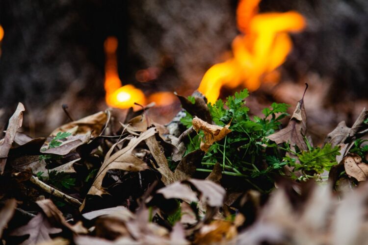 W części lubuskich lasów występuje duże zagrożenie pożarowe