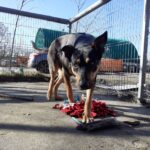 Przytulisko dla bezdomnych zwierząt w Zaborze zostanie zmodernizowane Radio Zachód - Lubuskie