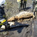 Strażacy uratowali konia, który utknął w grzęzawisku