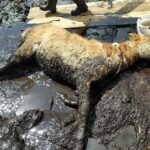 Strażacy uratowali konia, który utknął w grzęzawisku Radio Zachód - Lubuskie