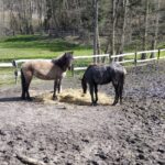 Strażacy uratowali konia, który utknął w grzęzawisku Radio Zachód - Lubuskie