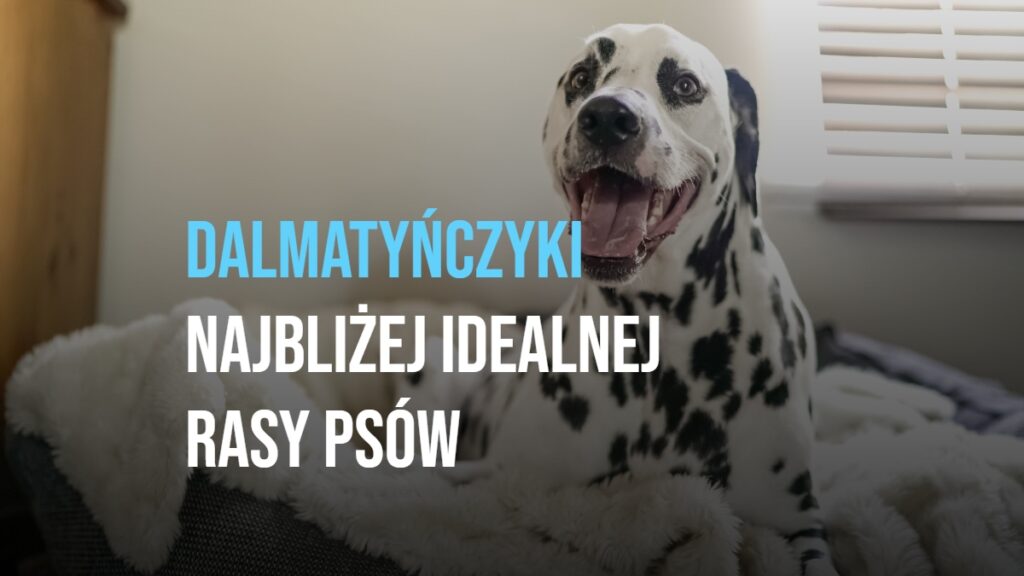 Dalmatyńczyki najbliżej idealnej rasy psów!