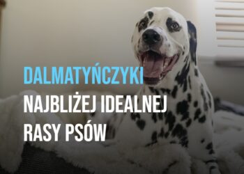 Dalmatyńczyki najbliżej idealnej rasy psów!