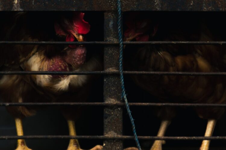 kres chowu klatkowego w UE, żywność zdrożeje