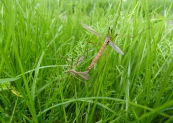 komary, opryski na komary