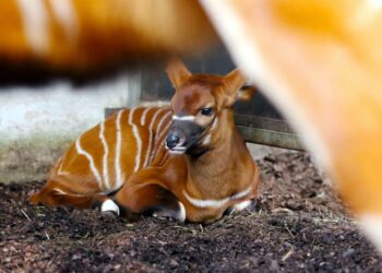 Niezwykłe narodziny w opolskim zoo