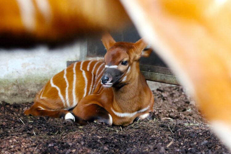 Niezwykłe narodziny w opolskim zoo