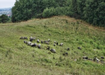 Owce wrzosówki dbają o dobrą kondycję „Gorzowskich Muraw”