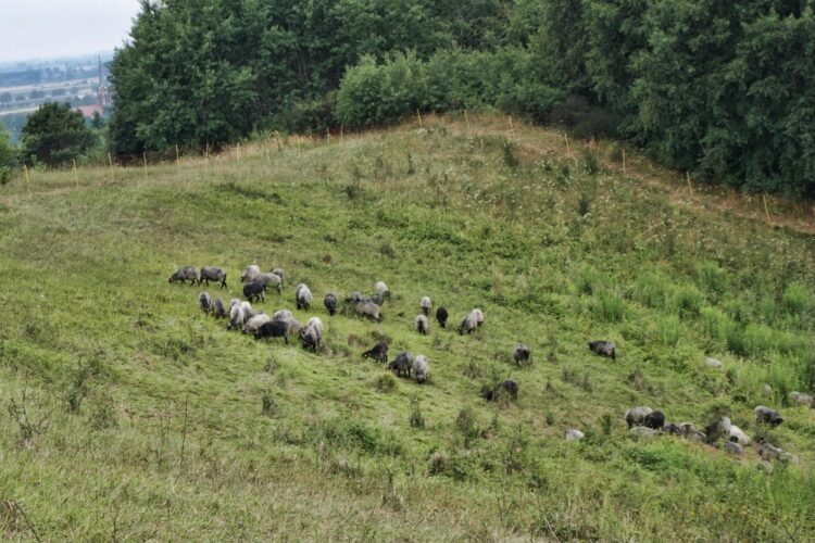 Owce wrzosówki dbają o dobrą kondycję „Gorzowskich Muraw”