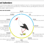 Dzień Bociana Białego