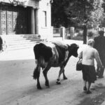 „Pozostały zdjęcia”- reportaż Izabeli Patek po 18.00 Radio Zachód - Lubuskie