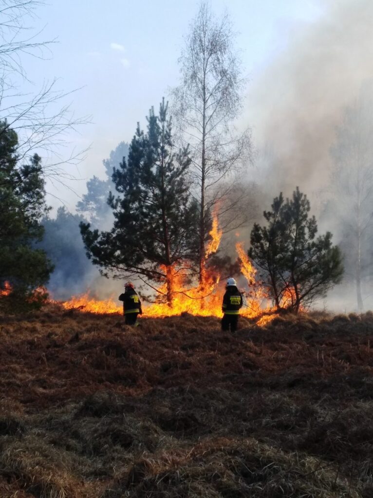 Mniej pożarów w lasach Radio Zachód - Lubuskie