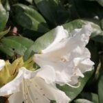 Święto kwitnącej azalii w Iłowej Radio Zachód - Lubuskie