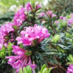 Święto kwitnącej azalii w Iłowej Radio Zachód - Lubuskie