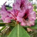 Święto kwitnącej azalii w Iłowej Radio Zachód - Lubuskie