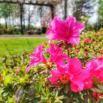 Święto kwitnącej azalii w Iłowej Radio Zachód - Lubuskie