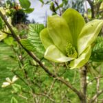 Święto kwitnącej azalii w Iłowej Radio Zachód - Lubuskie