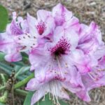 Święto kwitnącej azalii w Iłowej Radio Zachód - Lubuskie