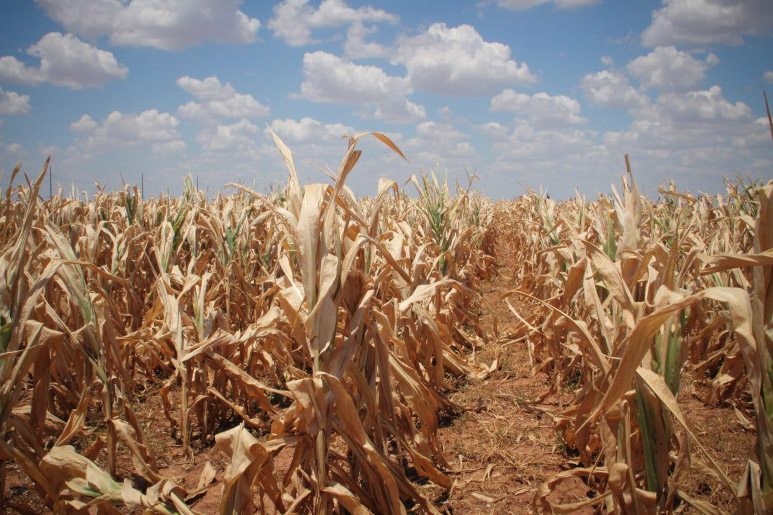 Liczą straty rolne w gminie Lubiszyn Radio Zachód - Lubuskie
