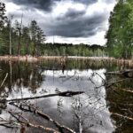 Bezpieczne wakacje w lesie 11 Bezpieczne wakacje w lesie Radio Zachód - Lubuskie