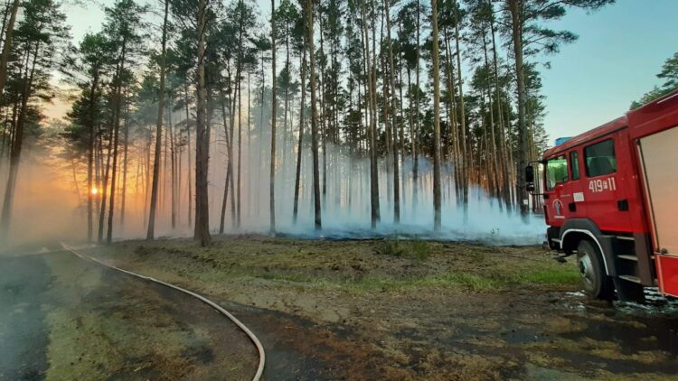 Pożar lasu koło Krzywańca