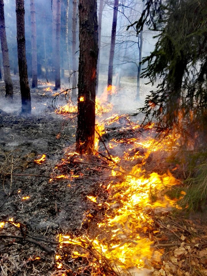 Upał i podpalacze zagrażają lasom! Radio Zachód - Lubuskie