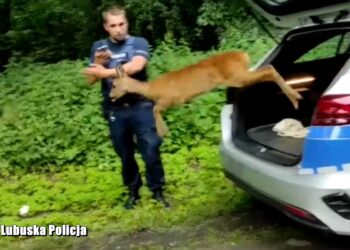 Sarna utknęła w ogrodzeniu. Uwolnili ją policjanci