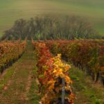 „Teraz oczy widzą więcej”- reportaż Renaty Wcisło Radio Zachód - Lubuskie