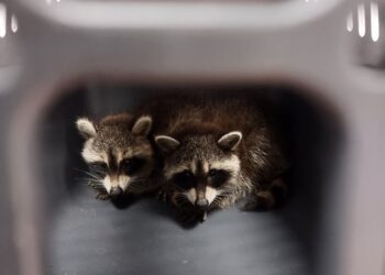 fot. Straż Miejska Żagań