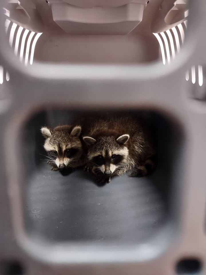 fot. Straż Miejska Żagań