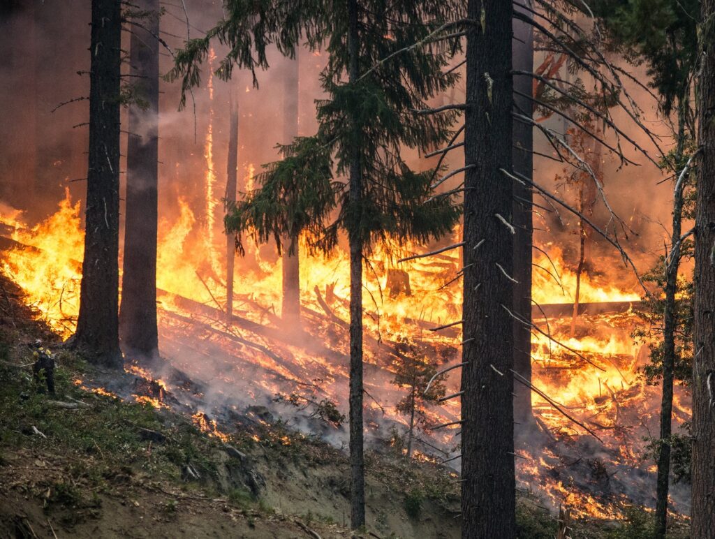 RDLP: ponad 90 pożarów w tym roku Radio Zachód - Lubuskie