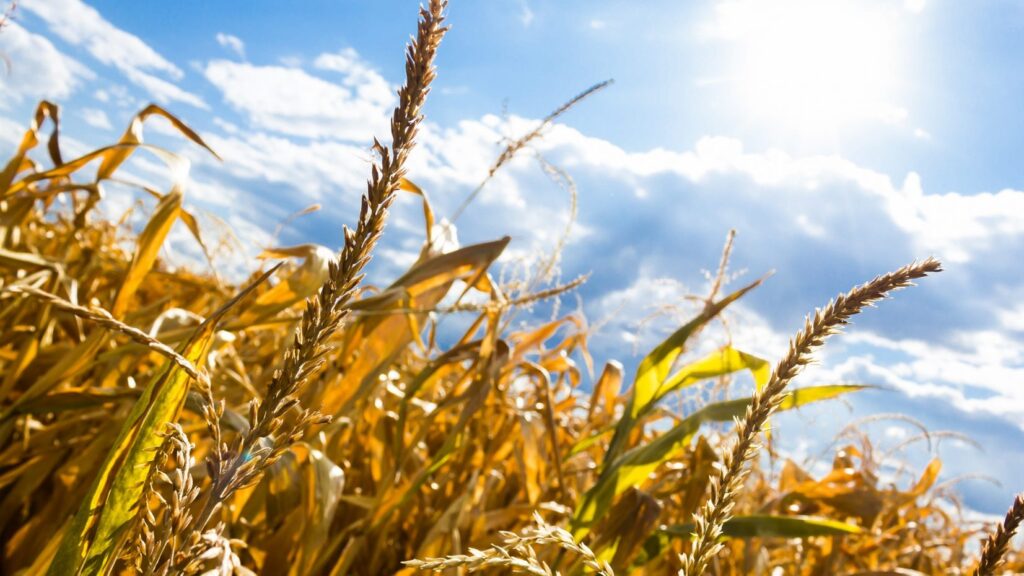 Rolnicy krytycznie o pomocy w walce ze skutkami suszy Radio Zachód - Lubuskie