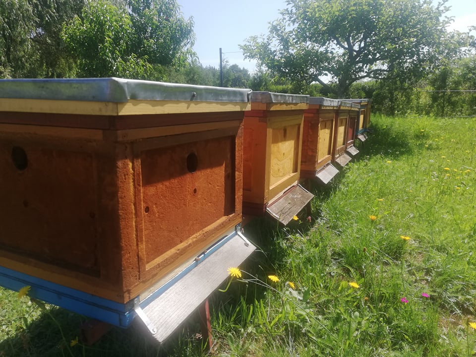 Zbawienny wpływ pszczół na człowieka i przyrodę Radio Zachód - Lubuskie