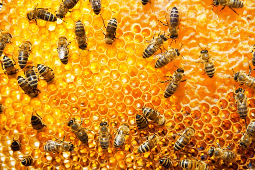 Będzie dalsze wsparcie dla branży pszczelarskiej Radio Zachód - Lubuskie