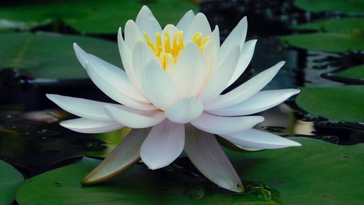 Zaginiona legenda o Nocy Nenufarów 9 Fot. Pixabay