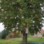 Przyborów walczy o historyczne dęby! Radio Zachód - Lubuskie