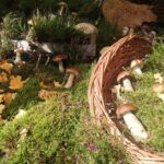 Żarskie Święto lasu i ochrony klimatu 18 Żarskie Święto lasu i ochrony klimatu Radio Zachód - Lubuskie