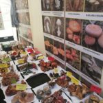 Żarskie Święto lasu i ochrony klimatu 11 Żarskie Święto lasu i ochrony klimatu Radio Zachód - Lubuskie