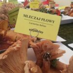 Żarskie Święto lasu i ochrony klimatu 12 Żarskie Święto lasu i ochrony klimatu Radio Zachód - Lubuskie