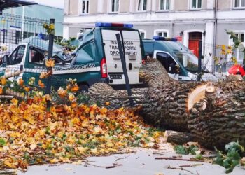 700 interwencji w Lubuskiem! Połamane drzewa i konary