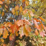 Lubuscy leśnicy sadzą drzewa w regionie Radio Zachód - Lubuskie