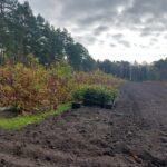 Lubuscy leśnicy sadzą drzewa w regionie Radio Zachód - Lubuskie