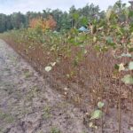 Lubuscy leśnicy sadzą drzewa w regionie Radio Zachód - Lubuskie