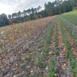 Lubuscy leśnicy sadzą drzewa w regionie Radio Zachód - Lubuskie