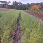 Lubuscy leśnicy sadzą drzewa w regionie Radio Zachód - Lubuskie