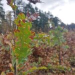 Lubuscy leśnicy sadzą drzewa w regionie Radio Zachód - Lubuskie