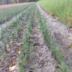 Lubuscy leśnicy sadzą drzewa w regionie Radio Zachód - Lubuskie